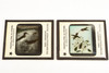 Victor Animatograph Co Magic Lantern Slide Featuring Birds - Lot of 10 V26
