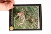 Rudolph M. Schiele Magic Lantern Slides Featuring Birds - Lot of 10 V29