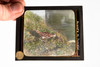 Rudolph M. Schiele Magic Lantern Slides Featuring Birds - Lot of 10 V29