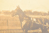1920s Mounted Silver Gelatin Print 6¼x5⅜'' - Harness Racing Horse Little Boy V22