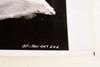 1957 10x8 Promo Photo - Marilyn Monroe - The Red Sitting - Milton H. Greene V22
