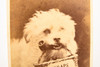 1865 CDV Carte-de-visite Photo - Photographer S. Hollyer Scraps Received Dog V21
