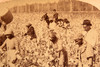 1895 Underwood Stereoview Photo - Cotton is King - Plantation Scene Georgia V20