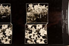 Keystone Stereoview Photo - AN31 Zeta Unit - Gold Banded & Full Bloom Lilies V20