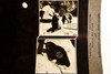 Keystone Stereoview Photo - AN36 Zeta Unit - Alaska and Black Bear V23