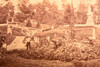 Stereoview Photo Mt Auburn Cemetery American Views Standard Series 7 × 3½" V24
