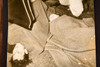 Glendale CA Fatal Auto Accident Scene Child Survives 1947 AP Wire Photo V32