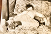 1947 AP Wire Photo Rodeo Cowboy A.J. Greening Stabbing Victim Chicago Crime V31