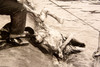 1947 AP Wirephoto Island Queen Disaster Recovery Monongahela River Victim V31