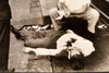 1947 Vincent Wice Slain by Machine Gun NYC AP Wire Photo V39