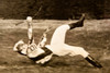 Jockey Frank Adams Belmont Park Race Spill Injury 1947 AP Wire Photo V33