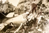 Castle Rock CO C-47 Army Transport Plane Crash Wreckage 1947 AP Wire Photo V33