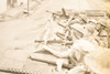 Dutch Patrol Captures Indonesian Prisoners Malang Java 1947 AP Wire Photo V31