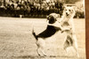 Football Dogs Invade Lewiston Maine High School Game 1947 AP Wire Photo V37