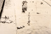 India Partition Refugees New Delhi 14¾x10½ Max Desfor 1947 AP Wire Photo V36