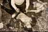 LaGuardia NY Plane Crash Rescue Victims 14½x13¼ 1947 AP Wire Photo V32