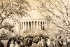 Jefferson Memorial Cherry Blossom Festival 16×10½ 1947 AP Wire Photo V39