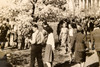 Jefferson Memorial Cherry Blossom Festival 16×10½ 1947 AP Wire Photo V39