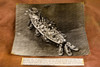 USS Washington Battleship Mothball Fleet Bayonne 13⅜×11¼ 1947 AP Wire Photo V36