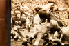 Indiana vs Northwestern George Taliaferro Football 8¾×8 1947 AP Wire Photo V37