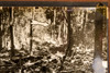 Airliner Crash Wreckage Port Deposit Maryland Woods 8⅝x8 1947 AP Wire Photo V30