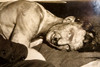 Oakland Hotel Fire Burn Victims Rescued 8 x 5½ 1947 AP Wire Photo V35