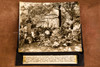 President Truman Parents Graves Memorial Flowers 7¾x7¾ 1947 AP Wire Photo V39