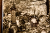 President Truman Parents Graves Memorial Flowers 7¾x7¾ 1947 AP Wire Photo V39