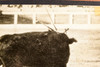 Manolete Fatal Goring Islero Bull Linares Spain 8 x 8 1947 AP Wire Photo V32