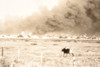 Texas City Explosion Smoke Cattle Pasture 9½x6½ 1947 AP Wire Photo V35