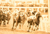 Jet Pilot Wins Kentucky Derby Louisville 7x5⅛ 1947 AP Wire Photo V32