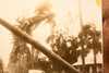 West Palm Beach Hurricane Damage Palm Trees 7⅝x5⅜ 1947 AP Wire Photo V36