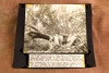 Fort Myers Hurricane Topples Huge Pine Trees 8¾x7¾ 1947 AP Wire Photo V37