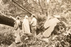 Fort Myers Hurricane Topples Huge Pine Trees 8¾x7¾ 1947 AP Wire Photo V37