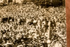 Dwight Eisenhower Addresses 10,000 in Manhattan KS 7x6½ 1947 AP Wire Photo V33