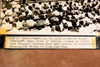 President Truman Monticello Crowd Charlottesville 7¾ x 7⅞ 1947 AP Wire Photo V34