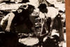 Texas City Explosion Rescuers Recover Bodies from Mud 8¼ x 6¼ 1947 AP Wire Photo