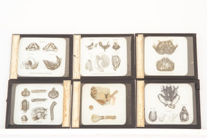 Rare Magic Lantern Slides Set of 6 Medical Reproductive 1900's 4 x 3 1/4" V12