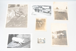Farm Animals Vintage Black and White Photo Lot Photograph Collection V29