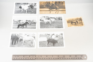 Horse & Racing Vintage Black and White Photo Lot Photograph Collection V22
