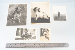 Pets Dogs & Cats Vintage Black and White Photo Lot Photograph Collection V26