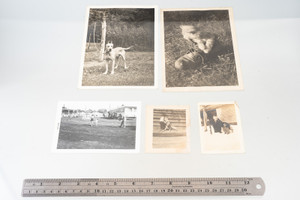 Pets Dogs & Cats Vintage Black and White Photo Lot Photograph Collection V27