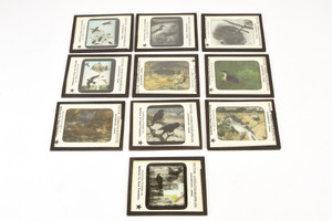 Victor Animatograph Co Magic Lantern Slide Featuring Birds - Lot of 10 V26