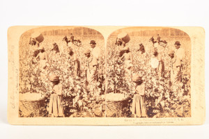 1895 Underwood Stereoview Photo - Cotton is King - Plantation Scene Georgia V20