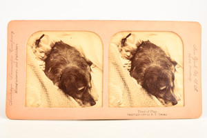 1900 Tissue Stereoview Albumen Photo 7x3½" - Tired of Play - Child & Dog V28