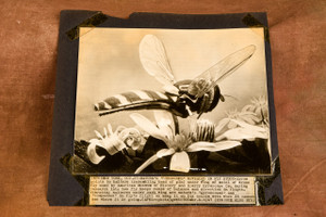 Fly Gyroscope Study Sperry Drone Model 9 x 8¼ 1947 AP Wire Photo V37