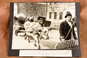 Postwar Stalingrad Ruins Ox Cart Soviet Russia 9¼x7½ 1947 AP Wire Photo V33