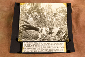 Fort Myers Hurricane Topples Huge Pine Trees 8¾x7¾ 1947 AP Wire Photo V37