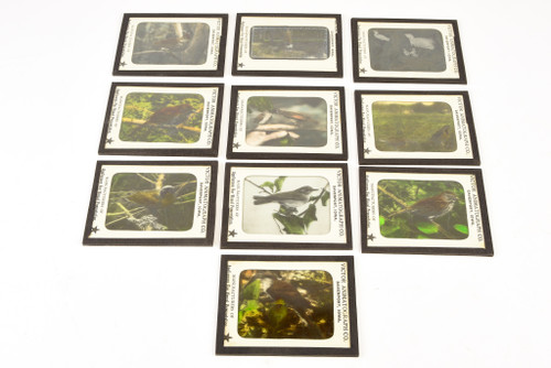 Victor Animatograph Co Magic Lantern Slide Featuring Birds - Lot of 10 V27