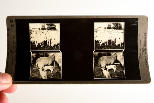 Keystone Stereoview Photo - AN24 Zeta Unit - Sheep on Ranch & Ewe & Lambs V24